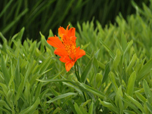 Vivers Càrex - Alstroemeria aurea 'Orange King'